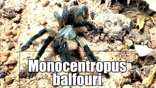 Monocentropus balfouri [upl. by Suolevram707]