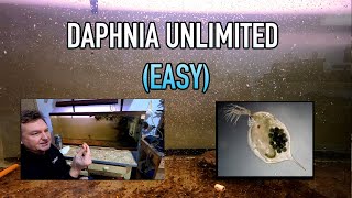 How I Raise Daphnia Water Fleas And You Can Too [upl. by Adnilrev]