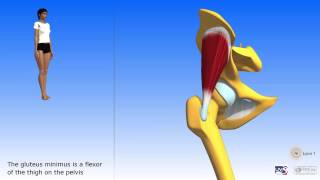 Gluteus minimus gluteus medius [upl. by Onaireves]