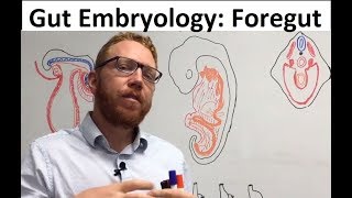 Foregut  Embryology [upl. by Tamah]