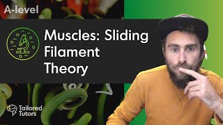 Muscles Sliding Filament Theory  A Level Biology Revision  AQA [upl. by Eilojne]