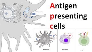 Antigen Presenting Cells APC [upl. by Lienhard]