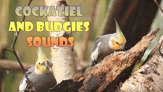 Happy Cockatiel Budgerigar and Budgie Sounds 30 Minutes Uninterrupted Aviary Sounds [upl. by Joub]