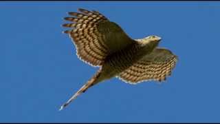 Sparrowhawk Bird Call Bird Song [upl. by Vyky]