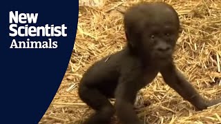 Baby gorilla takes first steps [upl. by Particia]