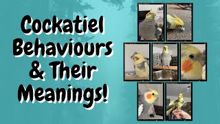 Cockatiel Behaviours and Their Meanings  TheParrotTeacher [upl. by Manouch]