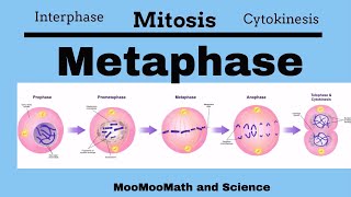 Metaphase Mitotic Stages [upl. by Eniger]