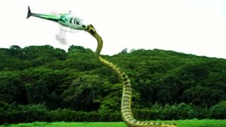 10 Biggest Snakes Ever Discovered [upl. by Cirted]