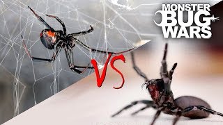 Spider vs Spider Showdowns 15  MONSTER BUG WARS [upl. by Amaryllis671]