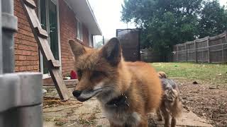 Fox Barks At Neighbors [upl. by Eusoj387]