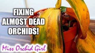 10 ways to almost destroy Orchids amp how to fix them [upl. by Ynneb]