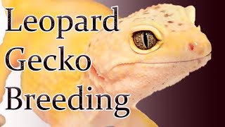 Leopard Gecko Breeding  How To Breed Leopard Geckos In 2020 [upl. by Hewes]