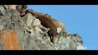 Walruses Falling From Cliff [upl. by Wistrup]