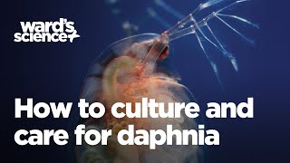 Caring and Culturing for Daphnia [upl. by Anigar]