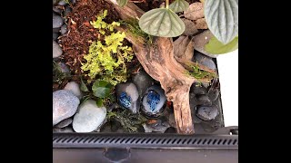 Just introduced my new Blue Poison Dart Frogs to Vivarium Purchased from LLLReptile [upl. by Odraude881]