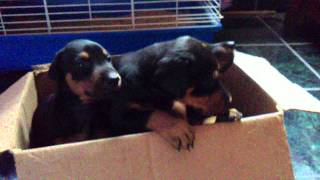 Cute Doberman Puppies Barking [upl. by Toille]