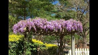 Wisteria Growing Guide amp UPDATE on one grown from bare root  Ep 63 [upl. by Aramad944]