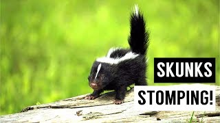 Baby SKUNKS Stomping Compilation [upl. by Aiksa136]