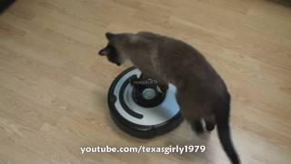 Cat shows HOW TO use iRobot Roomba Vacuum [upl. by Prouty]