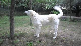 KUVASZ TERRITORIAL BEHAVIOUR WARNING  KUVASZ TERÜLETŐRZÉS FIGYELMEZTETŐ JELZÉS [upl. by Lednic27]