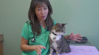 How to treat feline acne  Dr Justine Lee [upl. by Nyrahs]