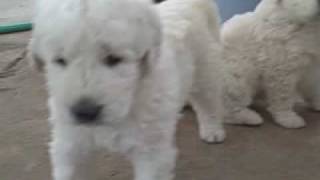 Kuvasz Puppies First Time Out of the House [upl. by Ssilb285]