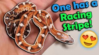 MORE Scaleless RatCorn Snakes Hatching [upl. by Aggarwal]