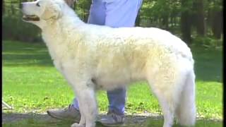 Kuvasz  AKC Dog breed series [upl. by Pearse360]