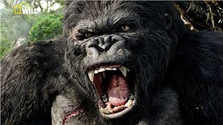 National Geographic Documentary  Mountain Gorilla  BBC Nat Geo Wild [upl. by Jourdan]