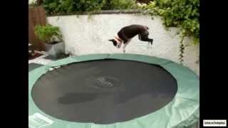 Dogs on Trampolines Compilation [upl. by Berk]