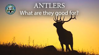 Antlers What are they good for [upl. by Vivienne]