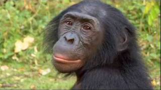 Bonobos  Science Nation [upl. by Holbrooke]