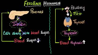 Hormone feedback mechanism  Control amp Coordination  Biology  Khan Academy [upl. by Loeb930]