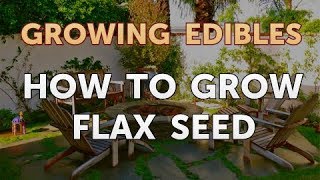 How to Grow Flax Seed [upl. by Rehsu497]