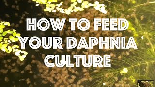 How To Feed Your Daphnia Culture [upl. by Nosrac]