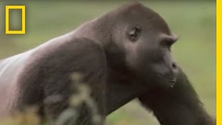 Gorilla vs Gorilla  National Geographic [upl. by Vorster]