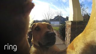 Watch How This Dog Uses a Ring Video Doorbell to Get Back In The House  RingTV [upl. by Charin]