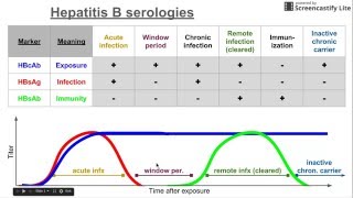 Hepatitis B serologies [upl. by Wilek]