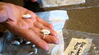 PAPER TOWEL METHOD OF SEED GERMINATION  EASY amp FAST wwwlarksperennialscom [upl. by Phylys942]