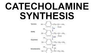 Catecholamine Synthesis [upl. by Nnagem]