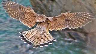 Kestrel Hovering and Hunting in Cornwall [upl. by Eiramyelhsa670]