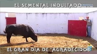 El Semental Indultado Gran Día De quotAgradecidoquot [upl. by Gerick]