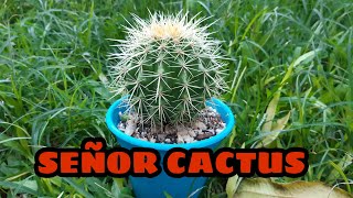 CACTUS ASIENTO DE SUEGRA Hermoso Echinocactus grusonii [upl. by Ponton799]