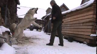 Turkmen Alabaj guarding TEST 7  Central Asian Shepherd Dog [upl. by Binnings]