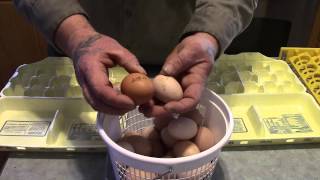 Egg Incubation and Hatching Tips [upl. by Karrie]