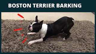 BOSTON TERRIER MAX BARKING [upl. by Sweet38]