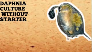 HOW TO CULTURE DAPHNIA NATURALLY WITHOUT A STARTER [upl. by Corsiglia356]