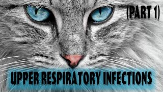 Part 1 Feline Upper Respiratory Infection  Feline Viral Rhinotracheitis [upl. by Nelleyram446]