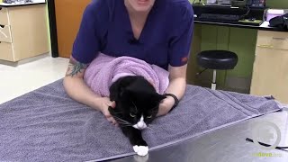 The Purrito Method Feline Towel Restraint [upl. by Honey711]