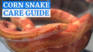 Corn Snake InDepth Care Video [upl. by Labannah]